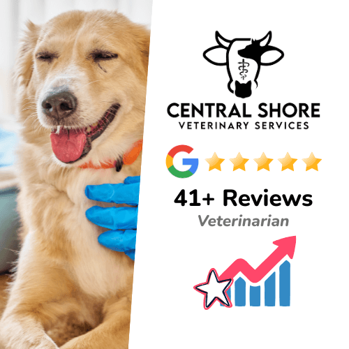 Get Google Reviews for Veterinarian
